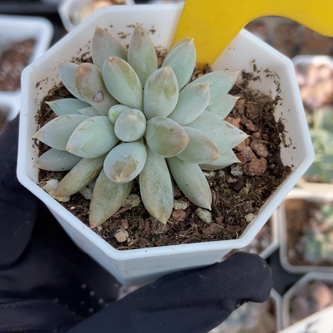 950哥特多肉植物多肉