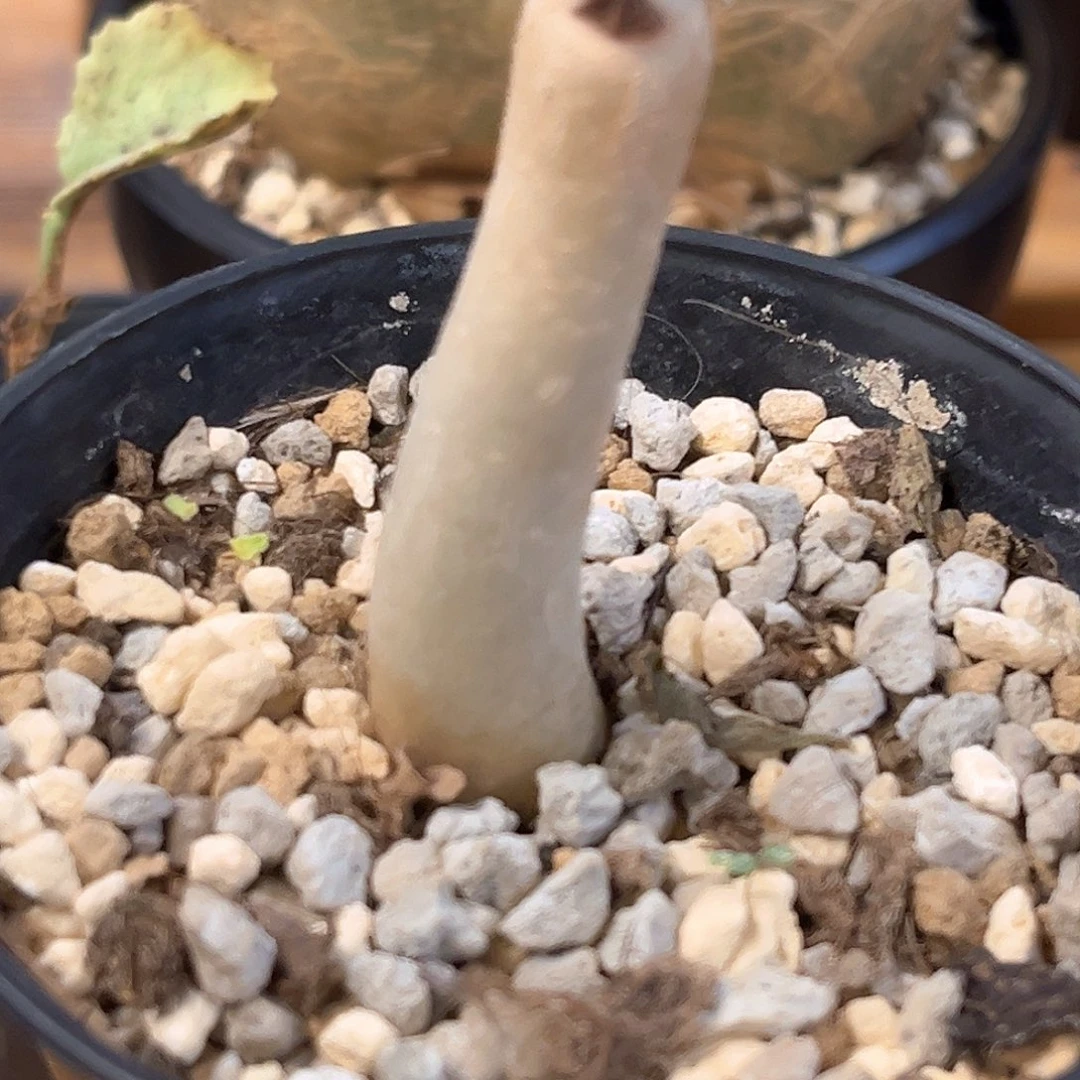 潮流植物安哥拉小苗，福利漏
