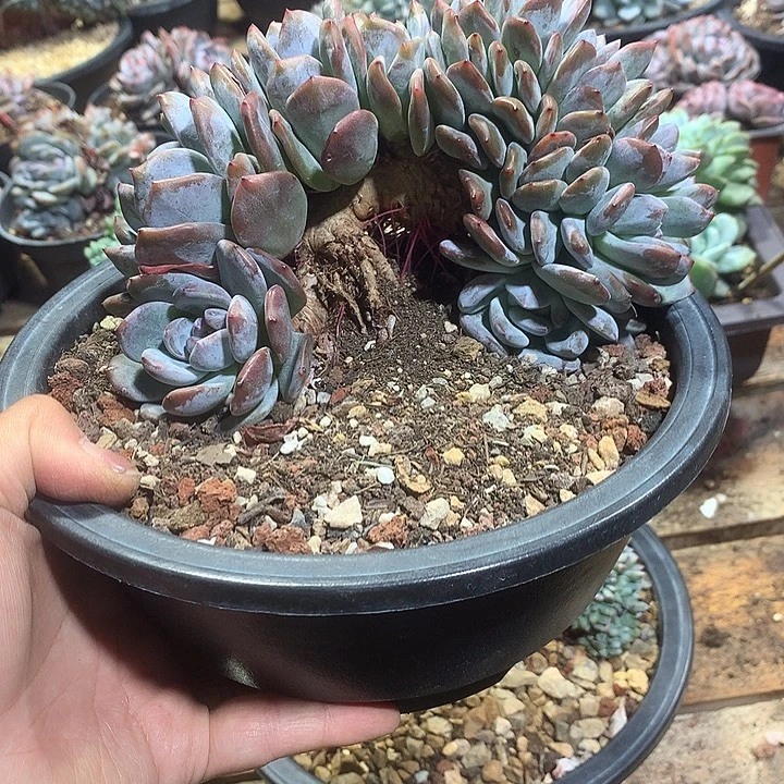 安然哈哈哈哈哈哈哈哈