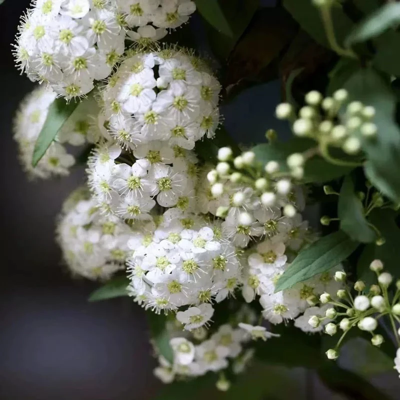 黄金喷泉粉霜绣线菊盆栽多年生灌木庭院花园花镜木本植物小手球