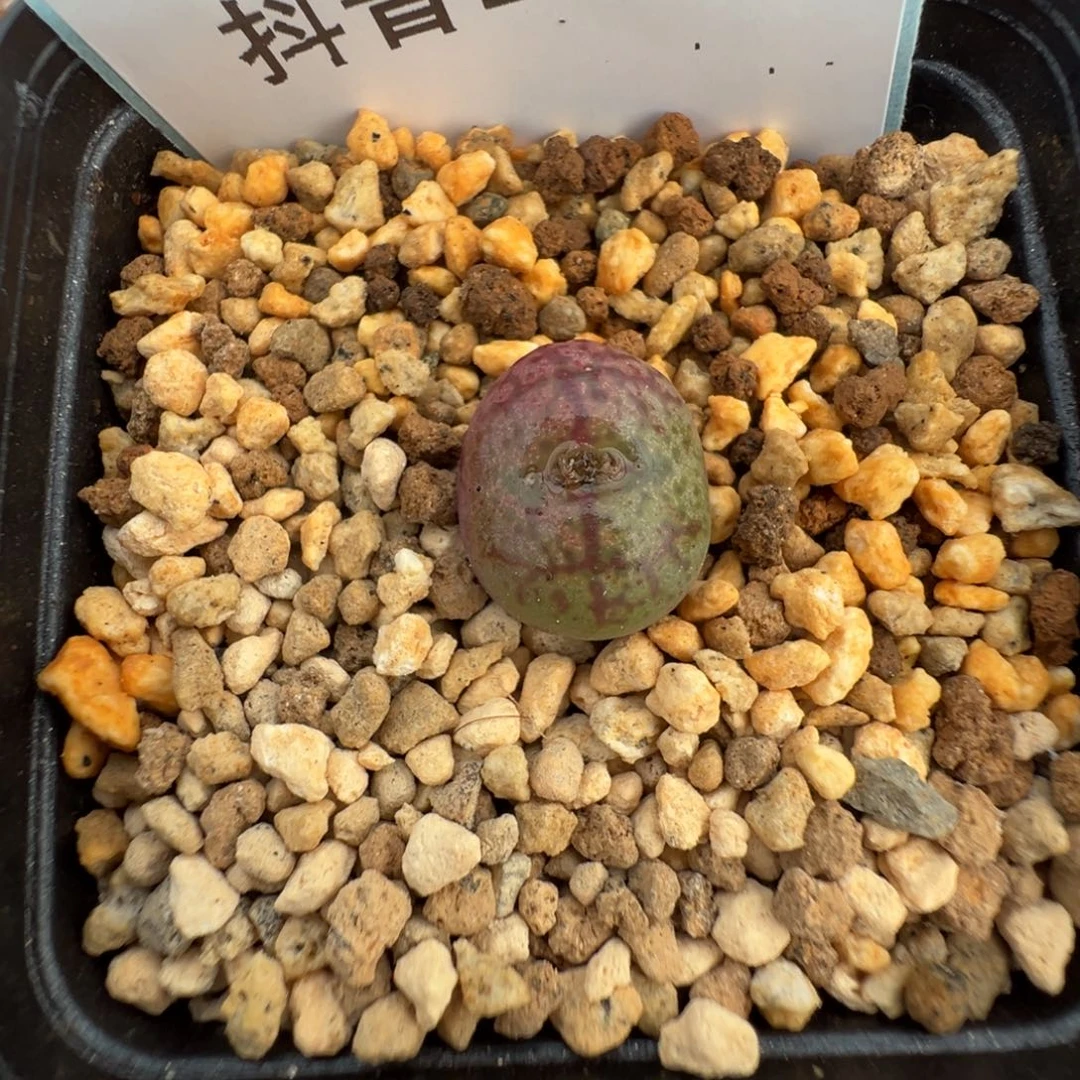 19-26毛杂多肉植物，