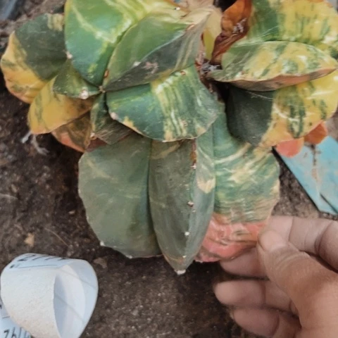 2779处理无根仙人球锦