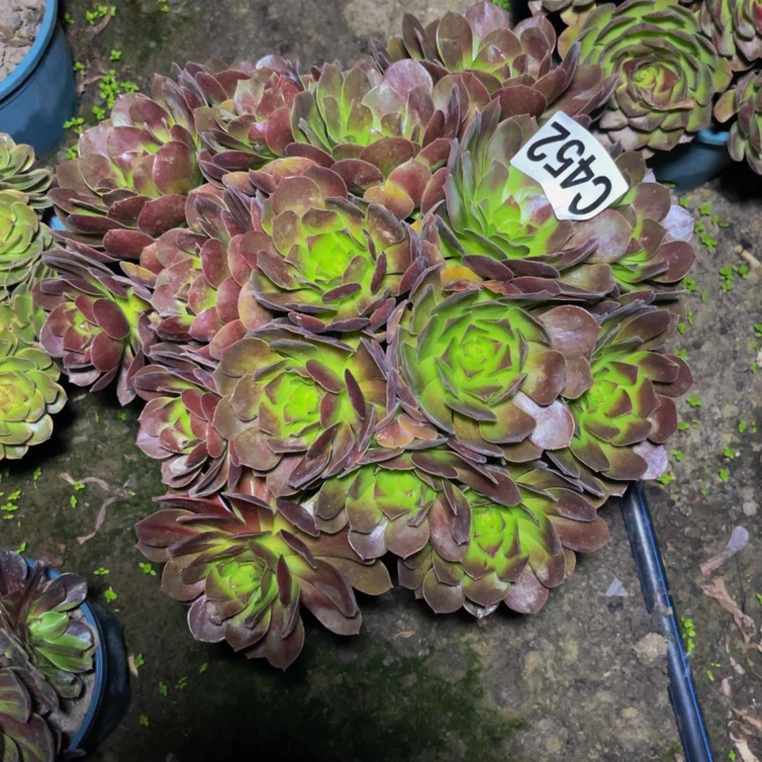 赤炎莲法师26/////9包邮