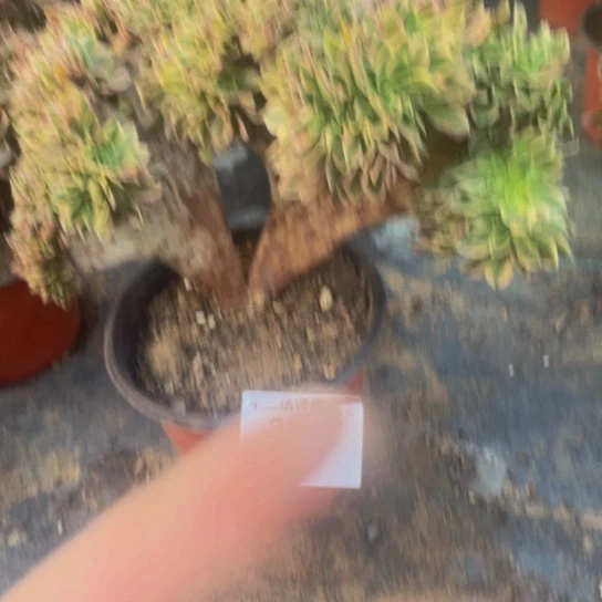 384，女神缀不包邮