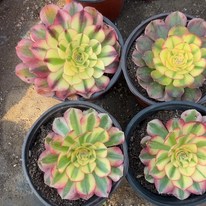 多肉植物青橙4颗不售后