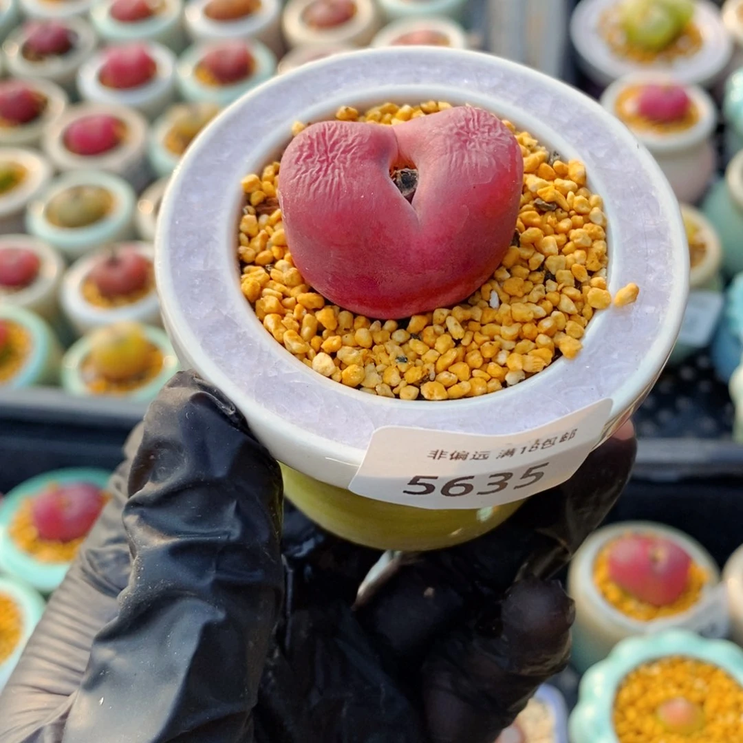 5635--一物一拍 带盆