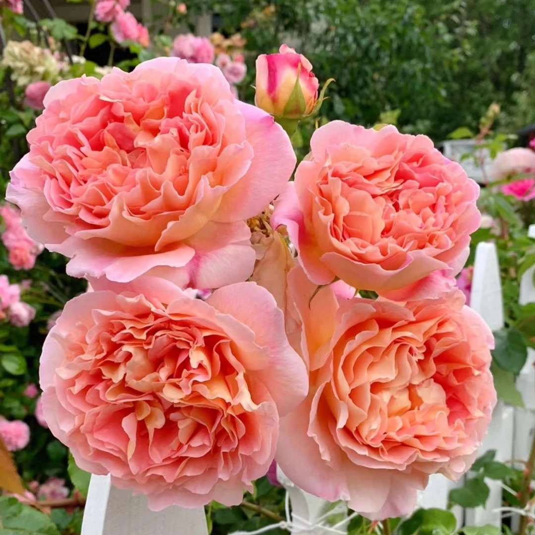 亚伯拉罕月季花苗阳台盆栽花卉四季开花植物带花苞浓香蔷薇玫瑰花