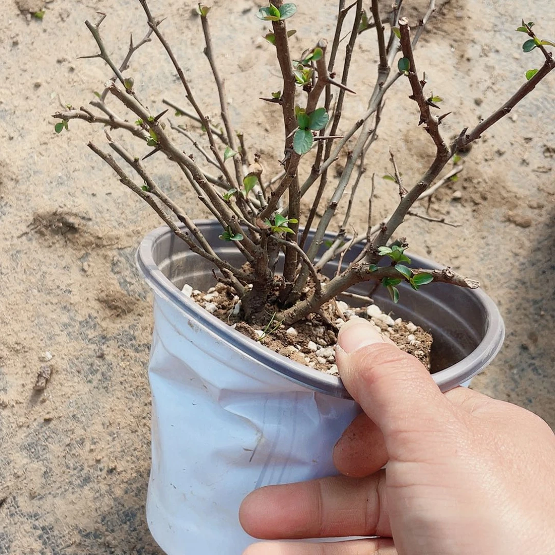 无花朵海棠15862525