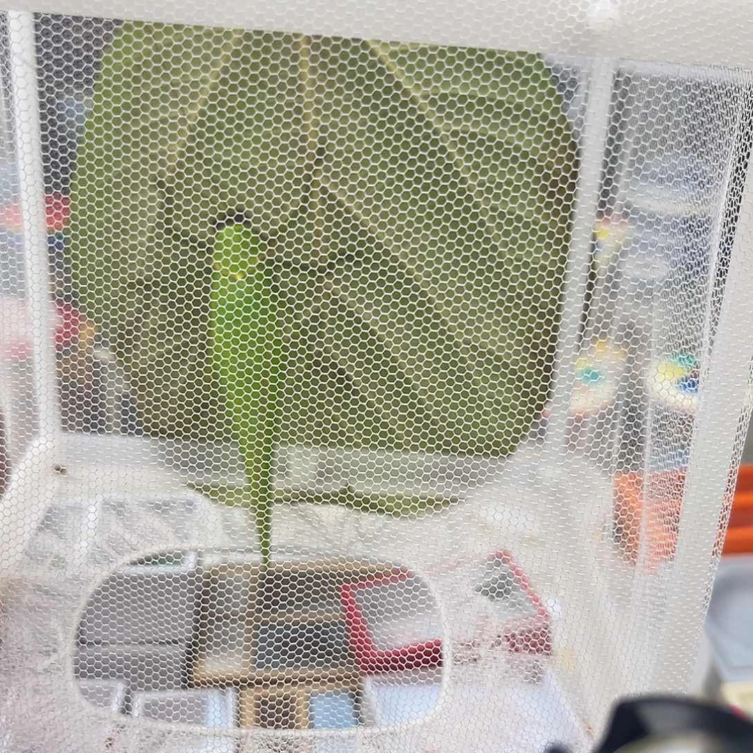 刘***洋一全品巨拟四条中黄