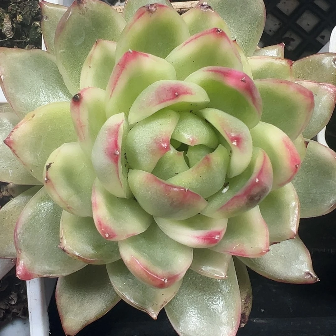 珍妮锦多肉植物锦