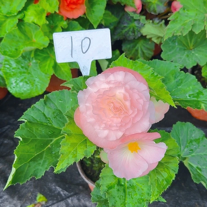 无花朵夫妻海棠种球系列10
