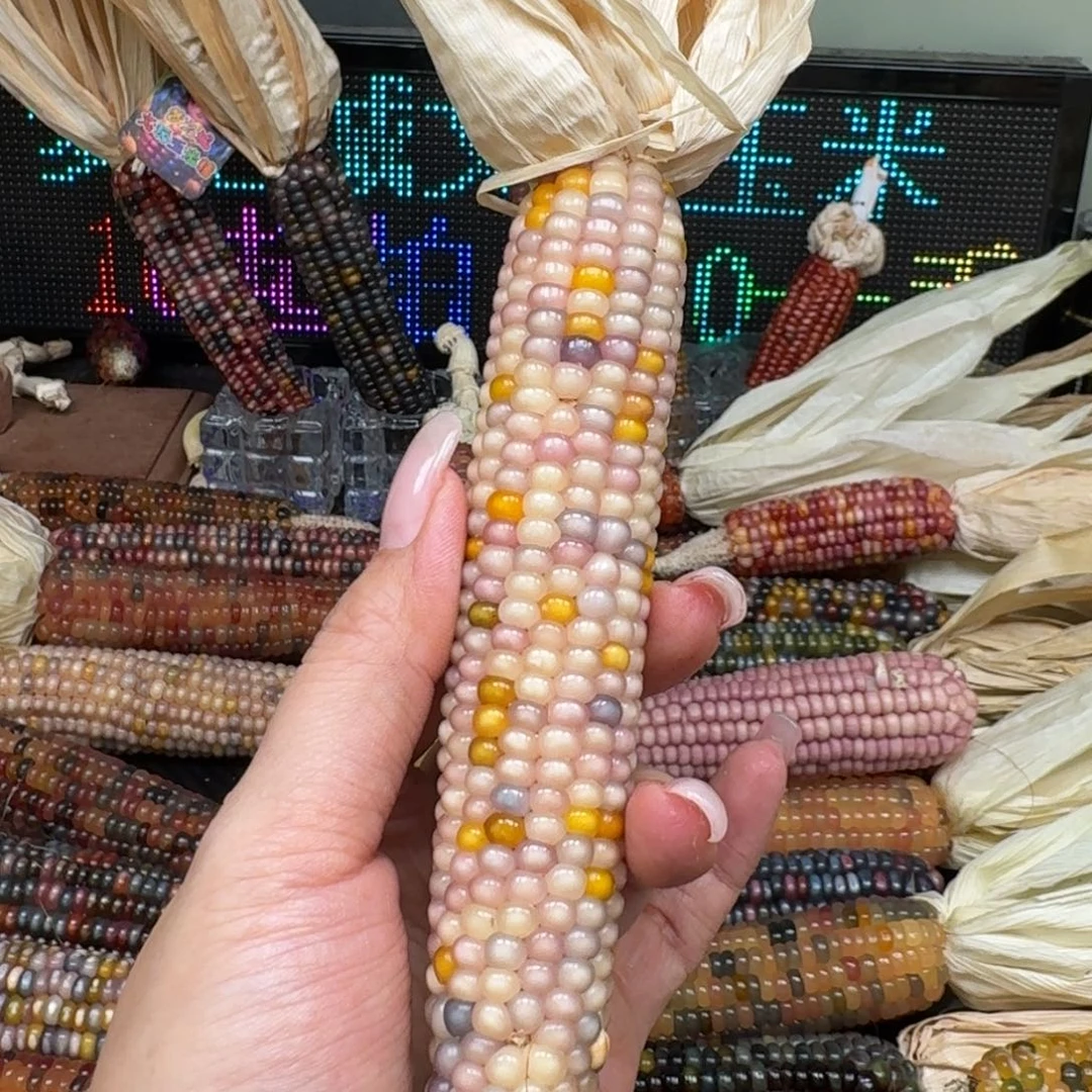 柏香籽/百香籽吊坠火***?