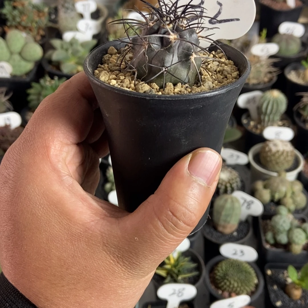 黑皮栗星玉一物一拍