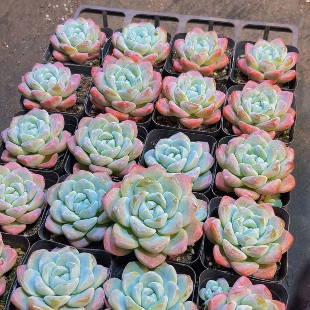 【***】633多肉植物和各种植物在