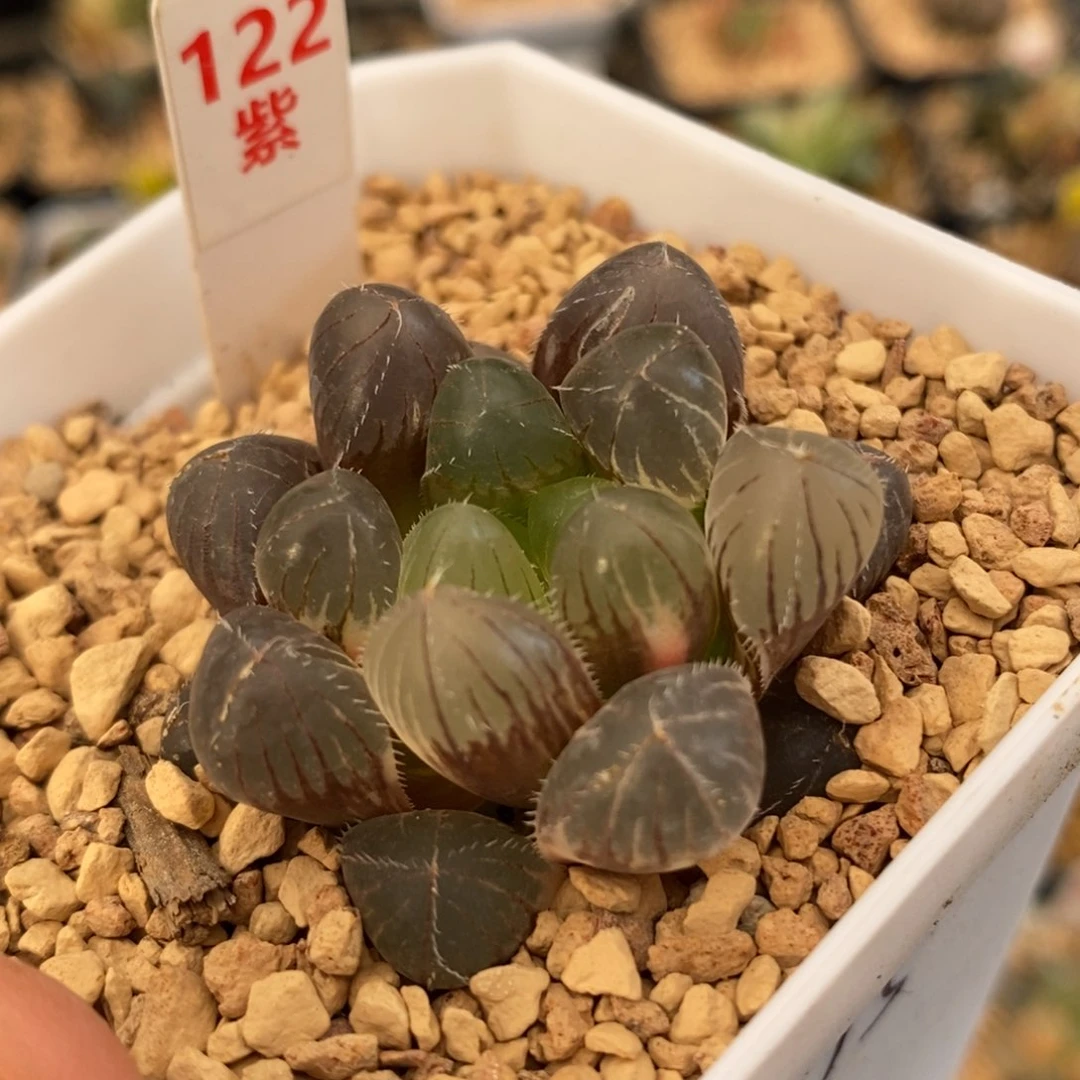 122玉露多肉植物组合