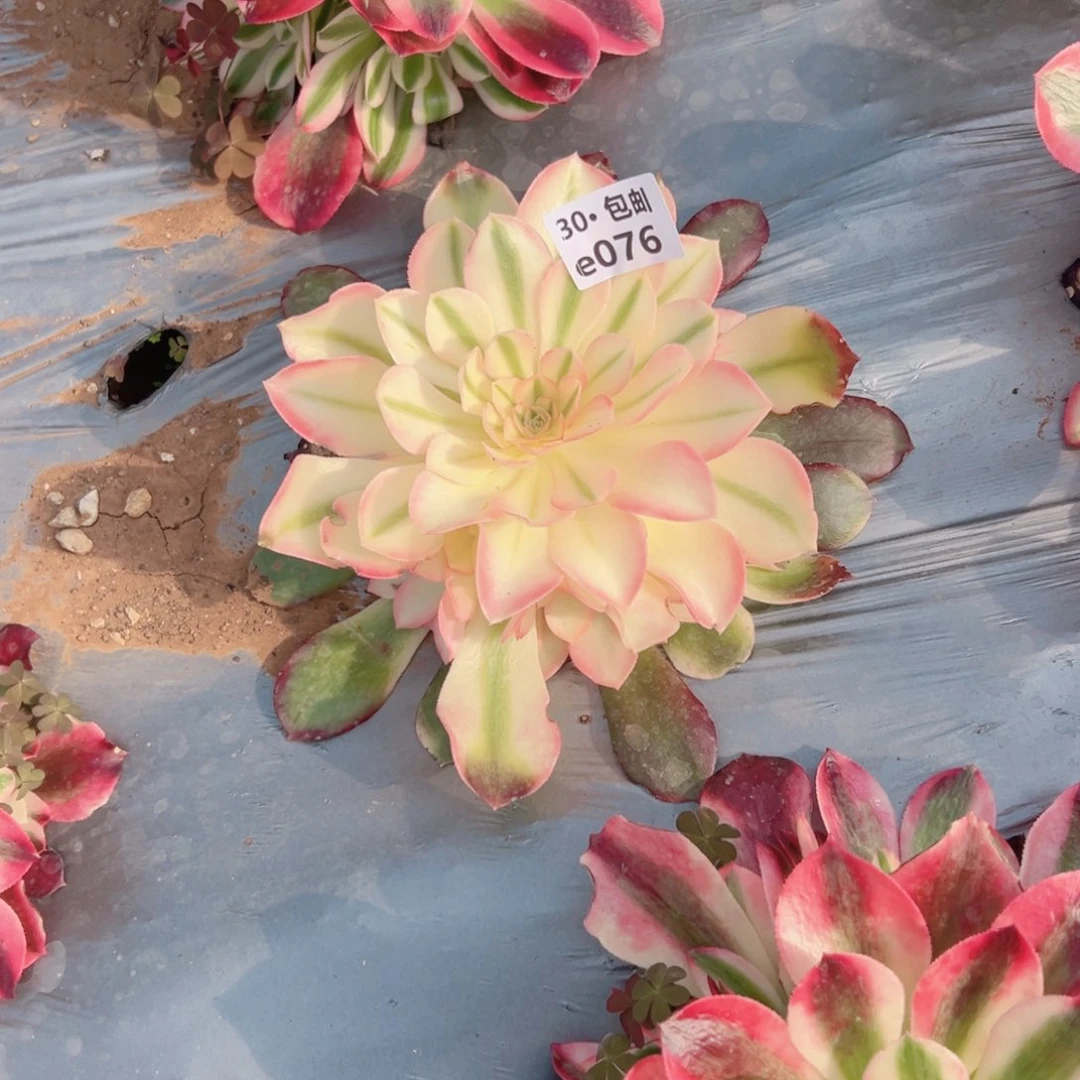 哩**哩076 香妃多肉法师