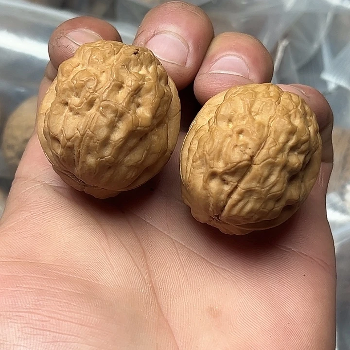 核桃67号金蟾疙瘩包37尺