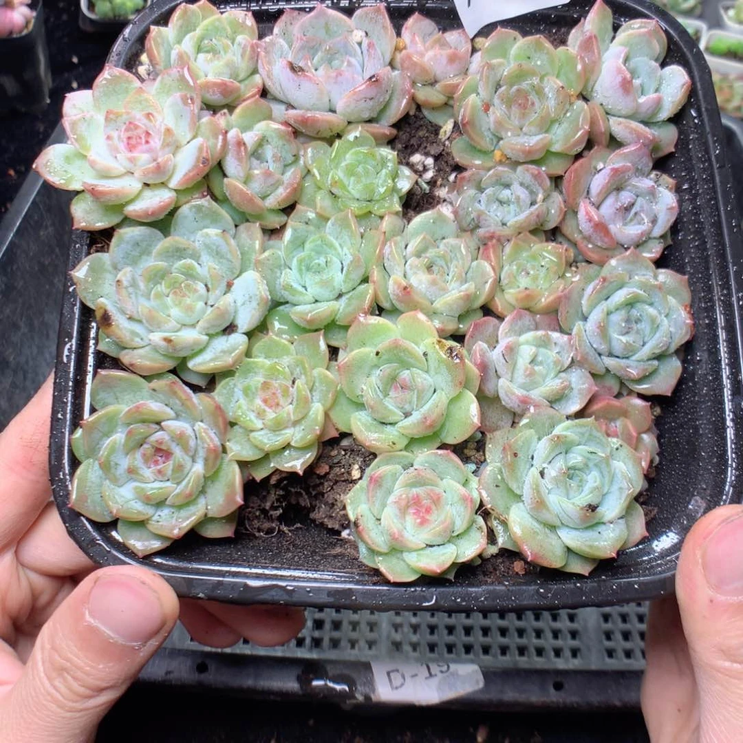 无花朵A23英语英语英语天天天天天天
