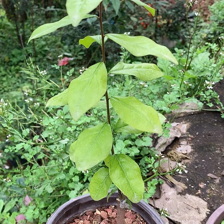 无花朵金弹子木林2号