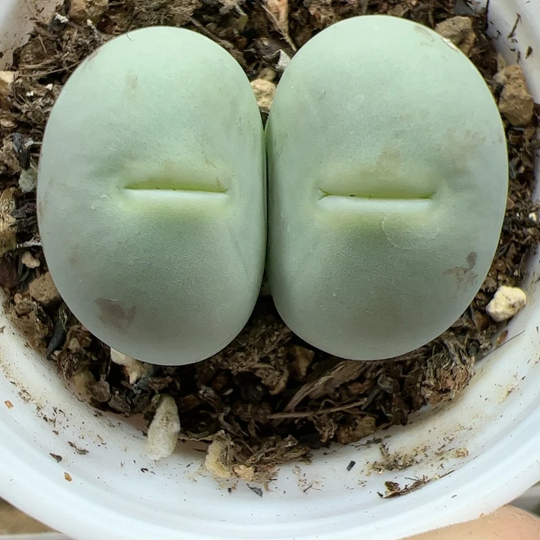 【闪购商品】149 鸽子蛋嘟嘴