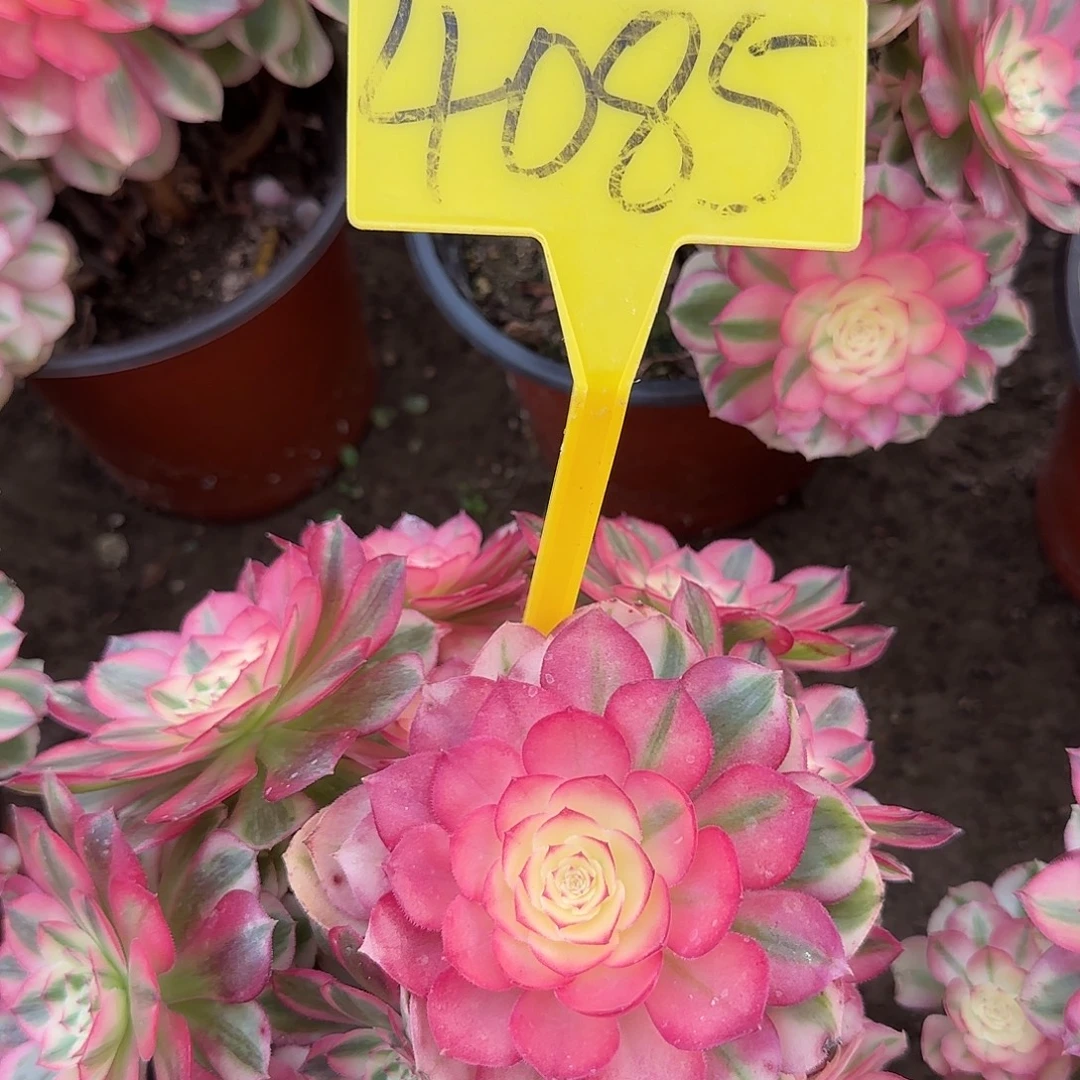 4085--倾城多头多肉植物
