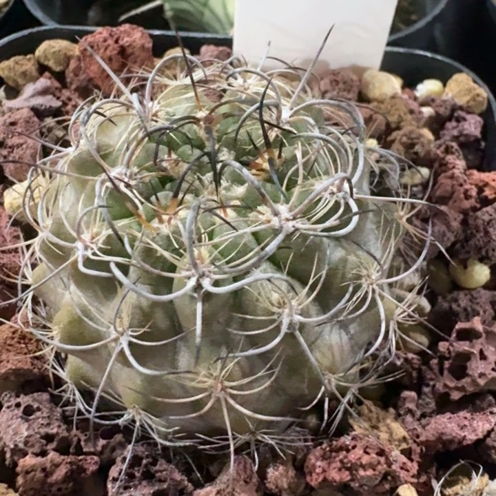 暗黑玉实生仙人球