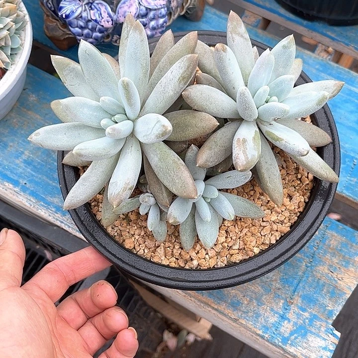 多肉植物一物一拍