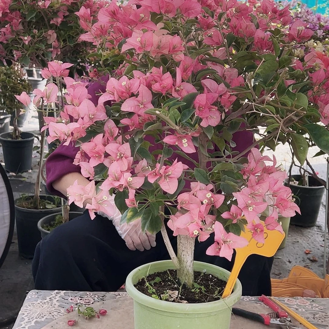 H***～大部分花苞少量开放K98卡亚塔