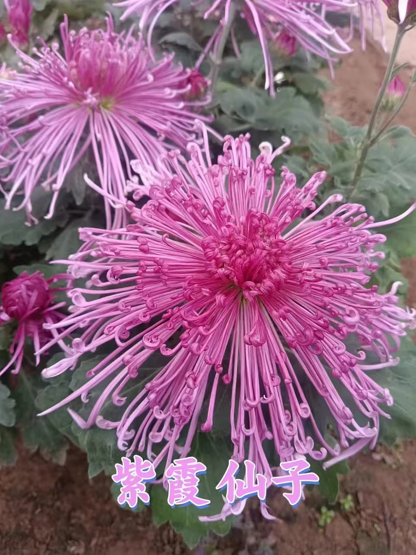 【紫霞仙子】高颜值菊花四季开花艳丽耐寒耐热适合阳台庭院盆栽