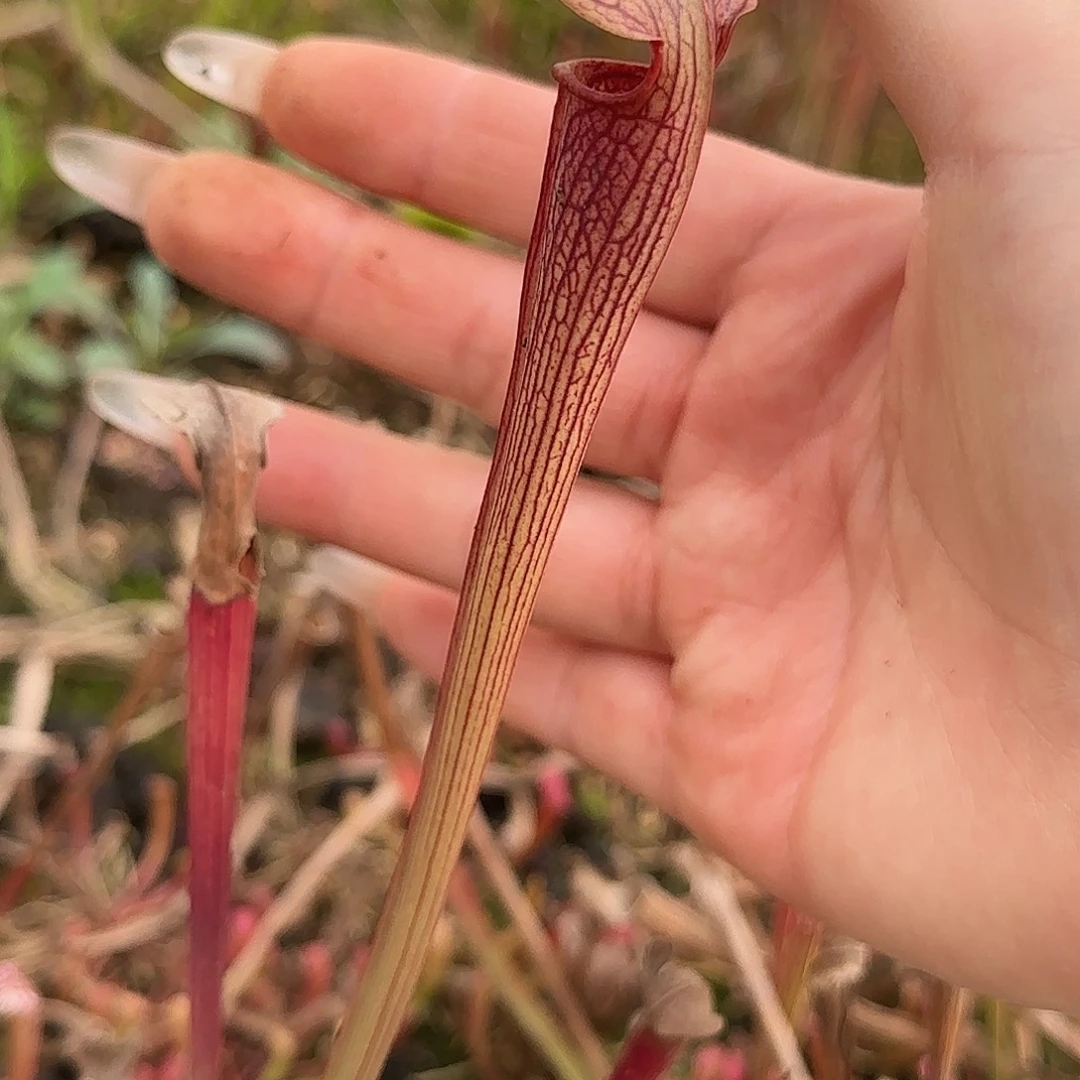 完全开放翼状瓶子草