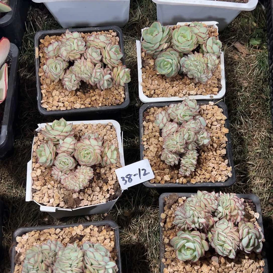 38-12牡丹亭缀化多肉随机