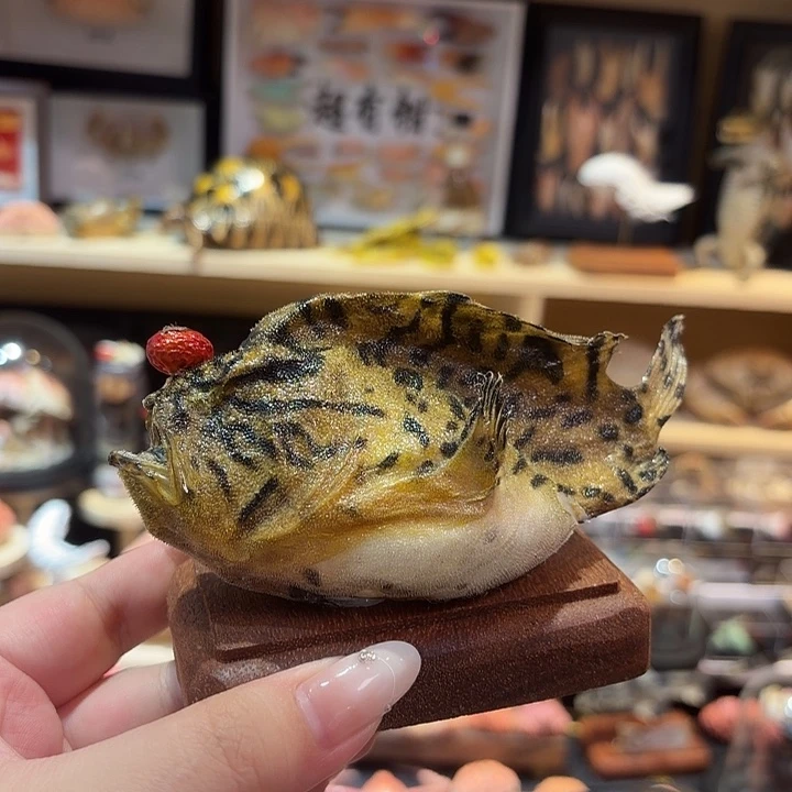 真实大黄珊瑚鱼标本