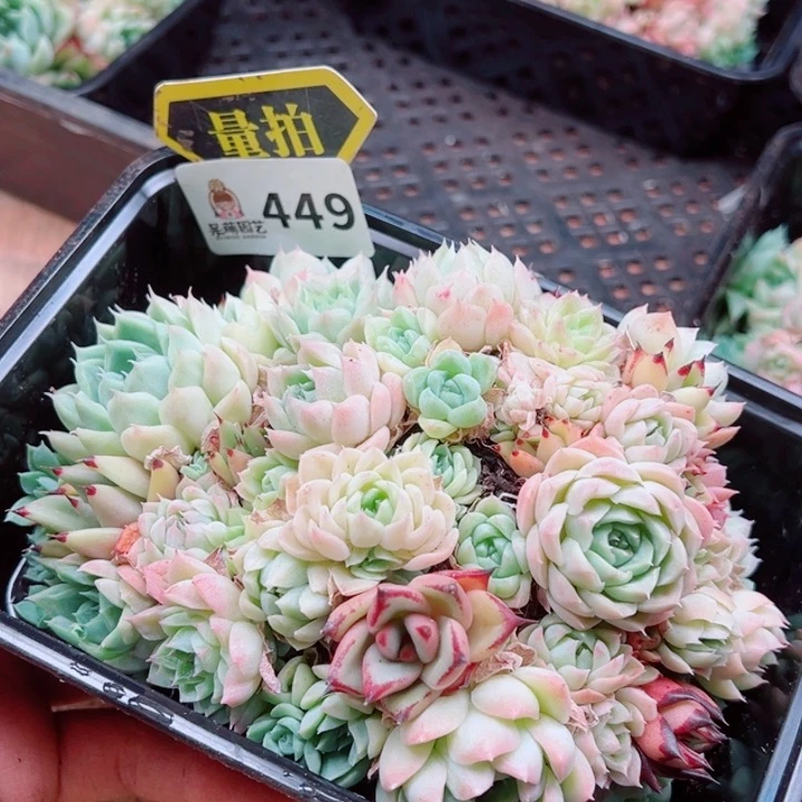 多肉植物多肉植物