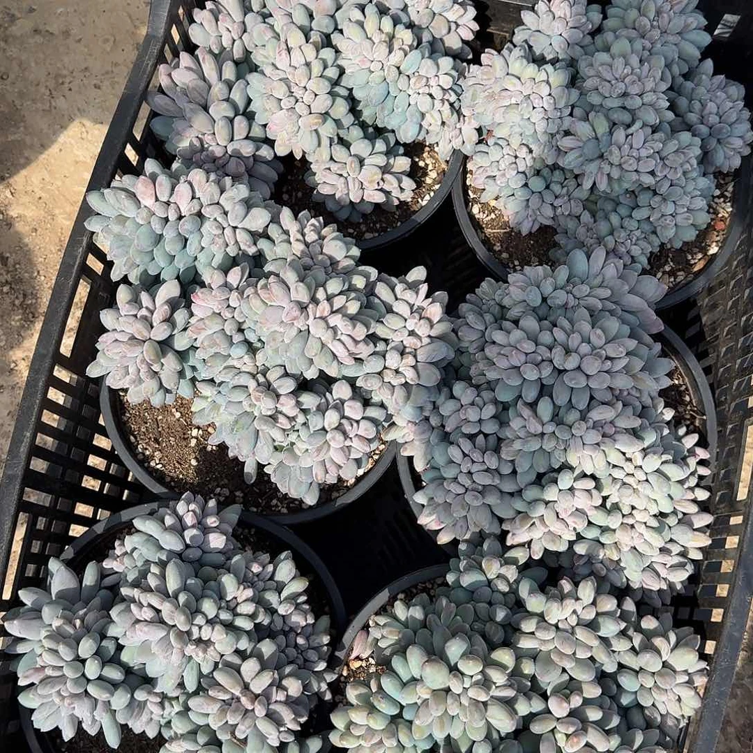 紫美人缀化多肉 00000000