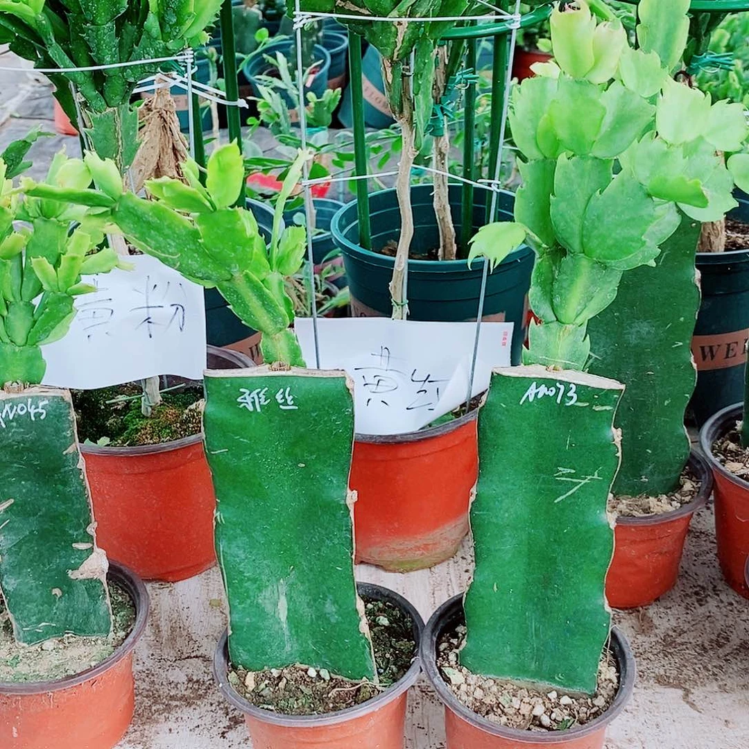 用***7无花朵重瓣蟹爪兰