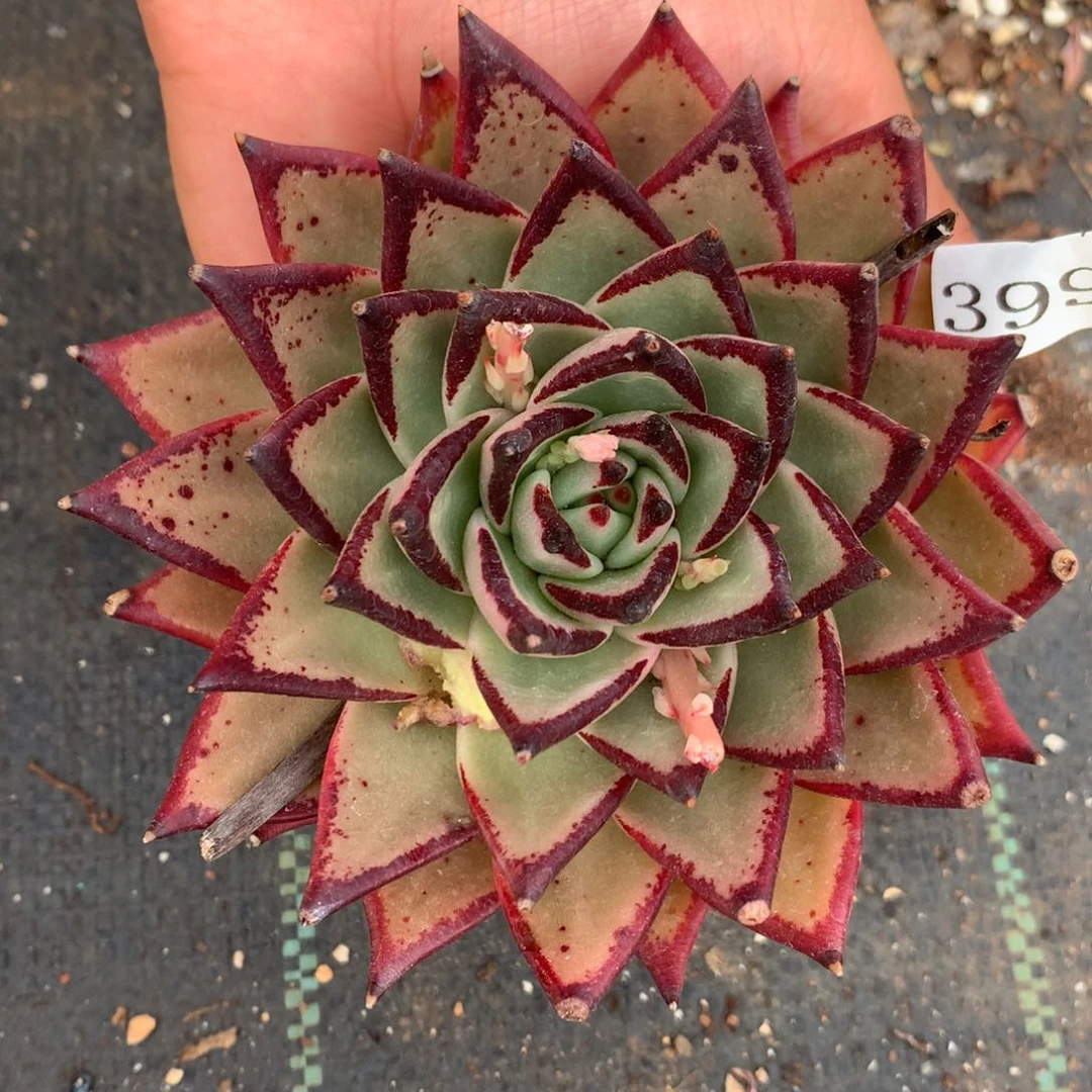 3990杂交精品基地10厘米