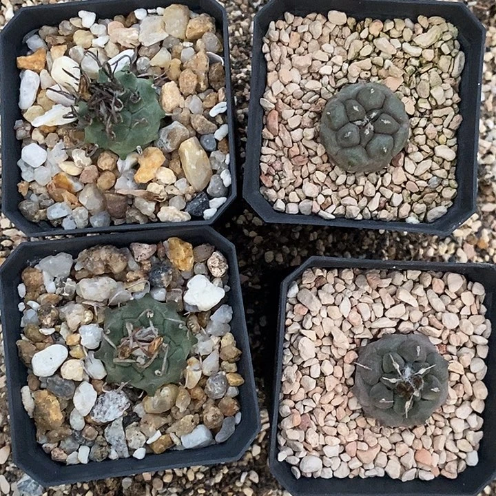 四个娇丽升云龙冬云混