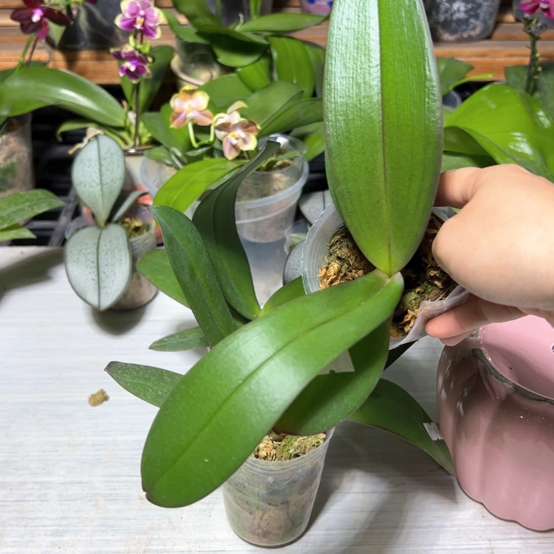 惠***姐当前无花栽培后可以开花大婚纱