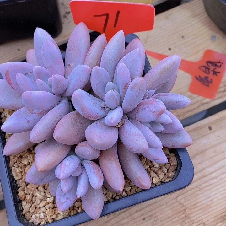 孟***?在家里面我一口咬住