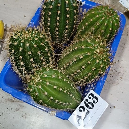 当前无花栽培后可以开花a263