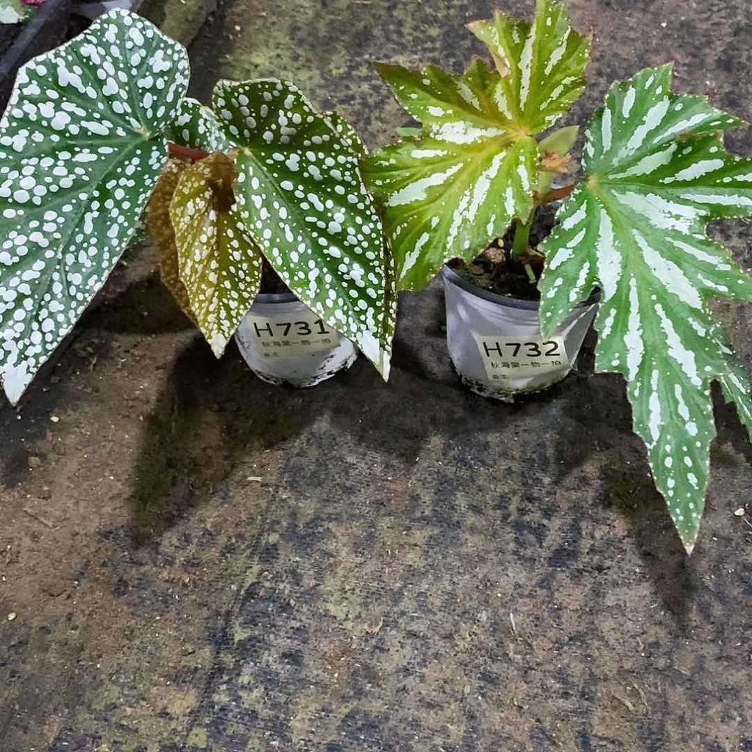 不开花植物不**山秋海棠731.732