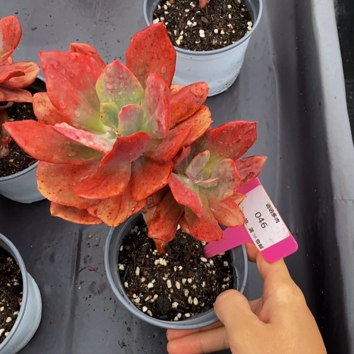 046砖石锦肉肉肉肉肉肉肉