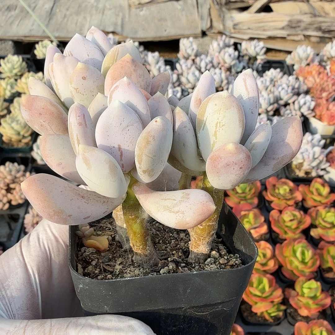 无砍四头稻田姬，8公分左右，满20包邮