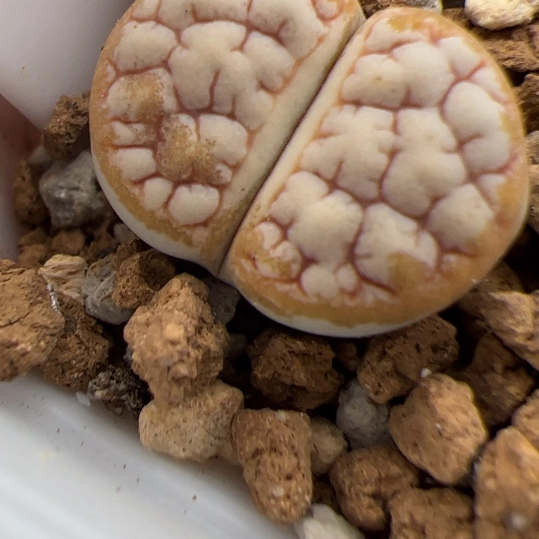 嗨***亥0599号 蛙后 多肉植物