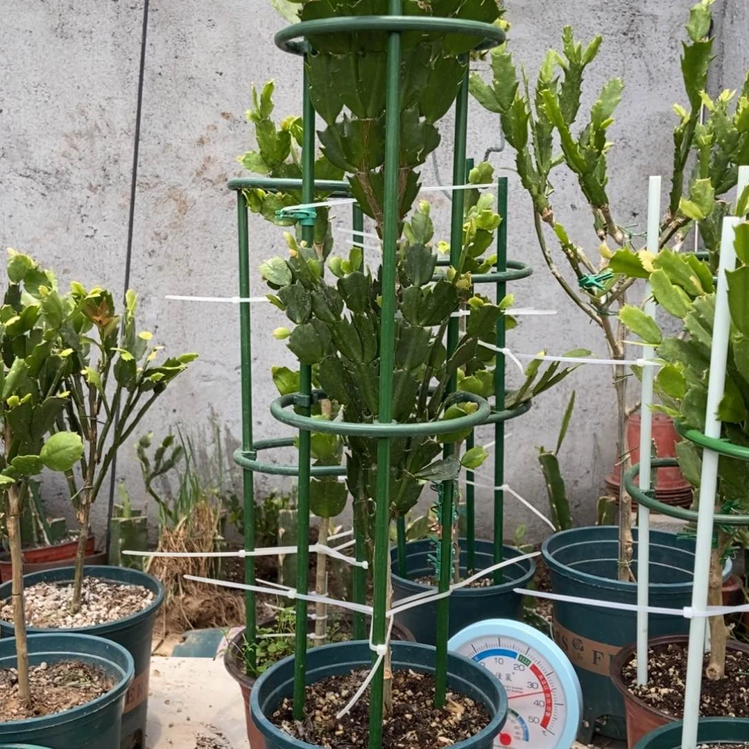 无花朵我花友黄金两层高桩