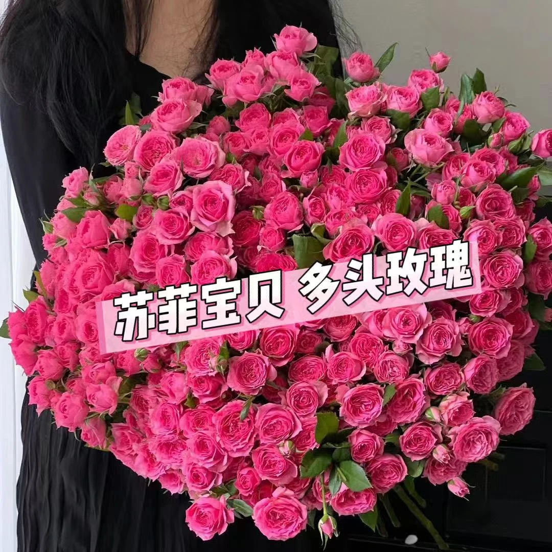 苏菲宝贝月季 福利苗