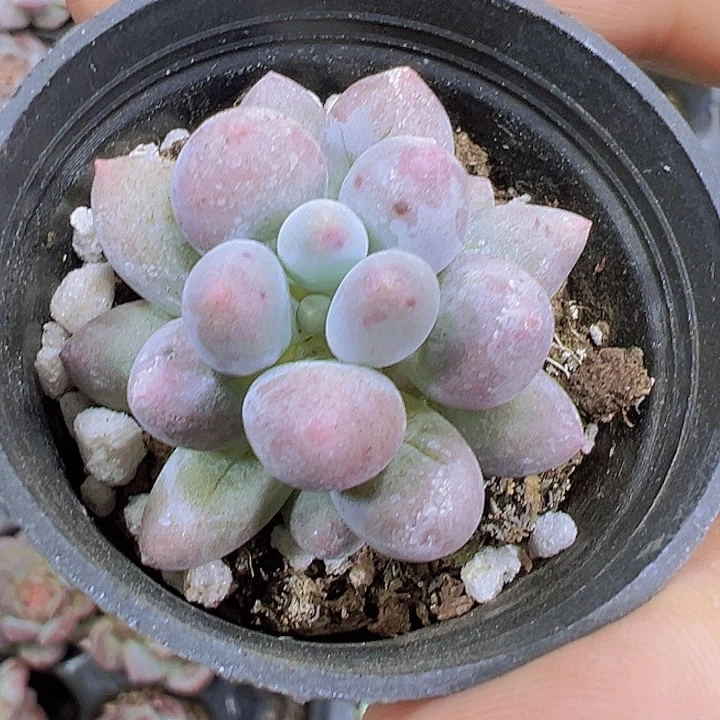 黑盆汤圆2盆5厘米盆19包邮