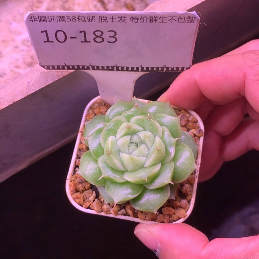 珍妮麦秆精品多肉58包邮