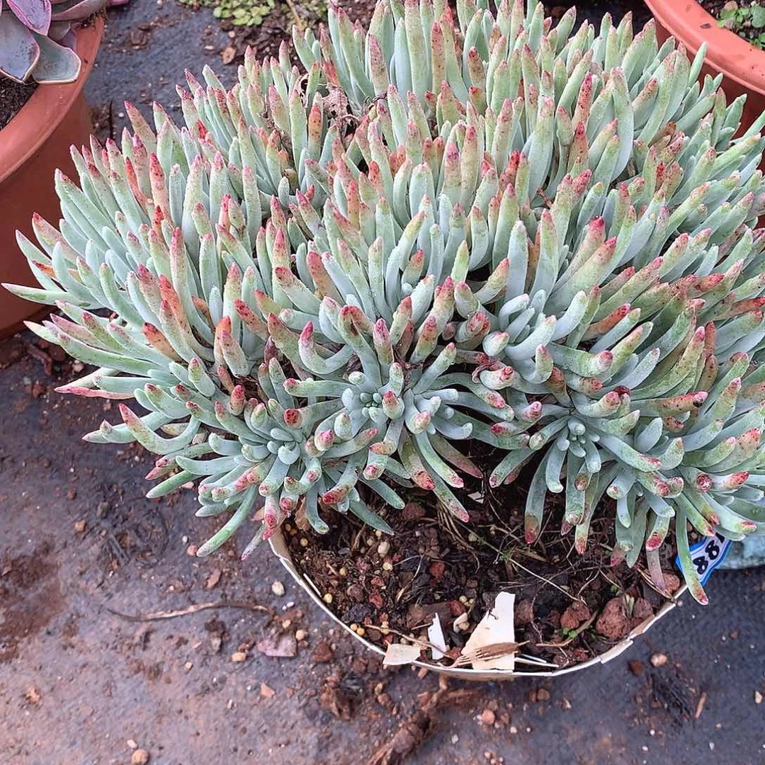 188埃杜丽丝 一物一拍