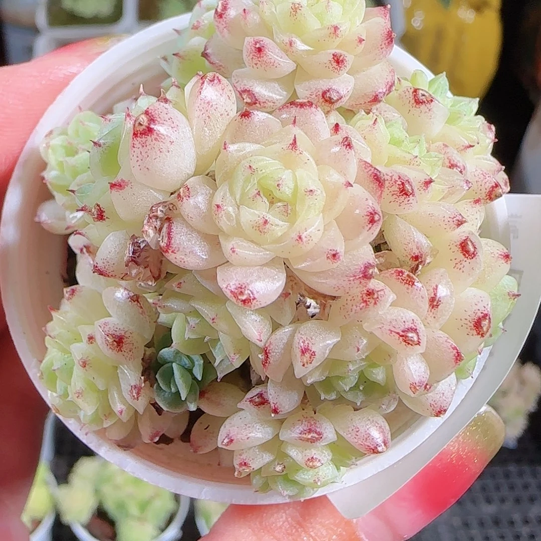 0905-14麦秆优选不包整